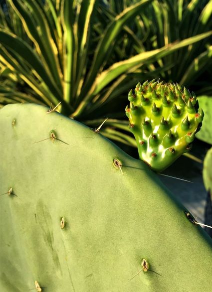 Opuntia robusta var. Silver Dollar | The Cactus King